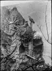 Diorama från Biologiska museets utställning om nordiskt djurliv i havs-, bergs- och skogsmiljö. Fotografi från omkring år 1900.
Biologiska museets utställning
Örn
Havsörn
Haliaeetus Albicilla (Linnaeus)