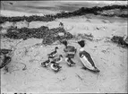 Diorama från Biologiska museets utställning om nordiskt djurliv i havs-, bergs- och skogsmiljö. Fotografi från omkring år 1900.
Biologiska museets utställning
Storskrake
Mergus Serrator (Linnaeus)