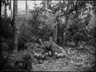 Diorama från Biologiska museets utställning om nordiskt djurliv i havs-, bergs- och skogsmiljö. Fotografi från omkring år 1900.
Biologiska museets utställning
Räv
Rödräv
Vulpes Vulpes (Linnaeus)
Älg
Alces Alces (Linnaeus)