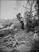 Diorama från Biologiska museets utställning om nordiskt djurliv i havs-, bergs- och skogsmiljö. Fotografi från omkring år 1900.
Biologiska museets utställning
Björn
Brunbjörn
Ursus Arctos (Linnaeus)
Bäver
Castor Fiber (Linnaeus)
Grävling
Meles Meles (Linnaeus)