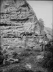 Diorama från Biologiska museets utställning om nordiskt djurliv i havs-, bergs- och skogsmiljö. Fotografi från omkring år 1900.
Biologiska museets utställning
Ren
Rangifer Tarandus (Linnaeus)
Lunnefågel
Fratercula Arctica (Linnaeus)
Sillgrissla
Uria aalge (Pontoppidan)