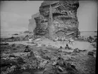 Diorama från Biologiska museets utställning om nordiskt djurliv i havs-, bergs- och skogsmiljö. Fotografi från omkring år 1900.
Biologiska museets utställning
Trana
Grus Grus (Linnaeus)
Svan
Sångsvan
Cygnus Cygnus (Linnaeus)
Skarv
Storskarv
Phalacrocorax Carbo (Linnaeus)