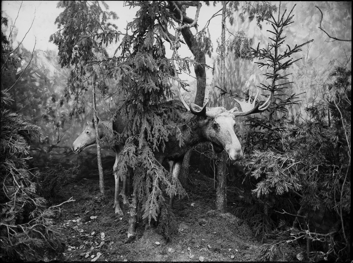 Diorama från Biologiska museets utställning om nordiskt djurliv i havs-, bergs- och skogsmiljö. Fotografi från omkring år 1900.
Biologiska museets utställning
Älg
Alces Alces (Linnaeus)