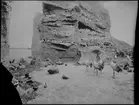 Diorama från Biologiska museets utställning om nordiskt djurliv i havs-, bergs- och skogsmiljö. Fotografi från omkring år 1900.
Biologiska museets utställning
Sillgrissla
Uria Aalge (Pontoppidan)
Trana
Grus Grus (Linnaeus)