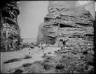 Diorama från Biologiska museets utställning om nordiskt djurliv i havs-, bergs- och skogsmiljö. Fotografi från omkring år 1900.
Biologiska museets utställning
Trana
Grus Grus (Linnaeus)
Skarv
Storskarv
Phalacrocorax Carbo (Linnaeus)
Sillgrissla
Uria Aalge (Pontoppidan)
Örn
Havsörn
Haliaeetus Albicilla (Linneaus)