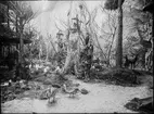 Diorama från Biologiska museets utställning om nordiskt djurliv i havs-, bergs- och skogsmiljö. Fotografi från omkring år 1900.
Biologiska museets utställning