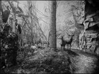 Diorama från Biologiska museets utställning om nordiskt djurliv i havs-, bergs- och skogsmiljö. Fotografi från omkring år 1900.
Biologiska museets utställning
Hjort
Kronhjort
Cervus Elaphus (Linnaeus)
Rådjur
Capreolus Capreolus (Linnaeus)