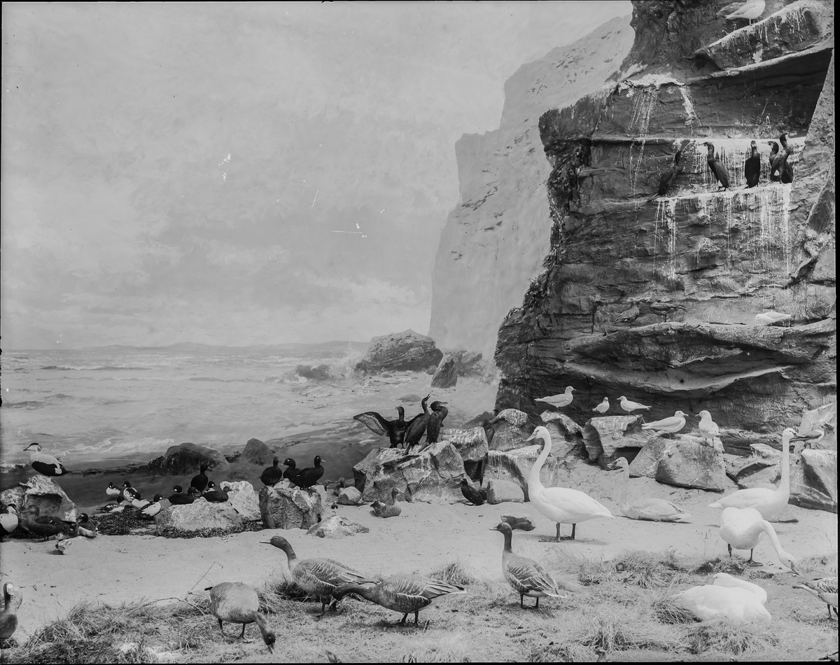 Diorama från Biologiska museets utställning om nordiskt djurliv i havs-, bergs- och skogsmiljö. Fotografi från omkring år 1900.
Biologiska museets utsällning
Svan
Sångsvan
Cygnus Cygnus (Linnaeus)
Skarv
Storskarv
Phalacrocorax Carbo (Linnaeus)