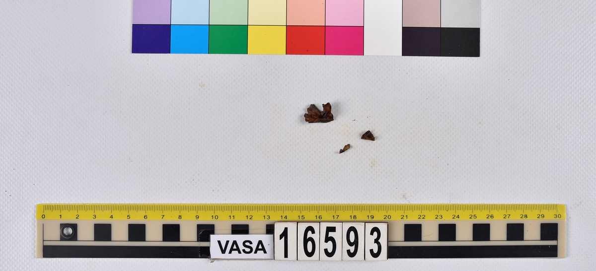 Ben från långa (Molva molva).
274 ben utöver en mängd av oräknade fenstrålar (lepidotrichia) och fenbärare (pterygiophori).
Benen består av 171 ben från olika huvuden och 103 från bål och stjärtar:
73 stjärtkotor (vertebrae caudales),
30 revben (costae),
12 (6+6) cleithra,
8 (5+3) praeopercularia,
7 (4+3) praemaxillaria,
7 (5+2) maxillaria,
7 (5+2) quadrata,
7 (4+3) dentalia,
7 (4+3) supracleithralia ventr.,
6 frontalia,
6 (4+2) ectopterygoidea,
6 (5+1) hyomandibularia,
6 (4+2) articularia,
6 (3+3) keratohyalia,
6 (4+2) scapulae,
5 ectehmoidalia,
5 (2+3) prootica,
5 lacrymalia,
5 (2+3) opercularia,
5 (2+3) interopercularia,
5 (4+1) palatina,
5 epihyalia,
4 (3+1) parietalia,
4 (1+3) pterotica,
4 supraoccipitalia,
4 vomeres,
3 (2+1) sphenotica,
3 exoccipitalia,
3 parasphenoidea,
3 supracleithralia dors.,
3 basipterygia,
2 mesethmoidalia,
1 intercalare,
1 infraorbitale post.,
1 symplecticum,
1 epioticum,
1 epibranchiale,
1 basihyale,
1 coracoideum.