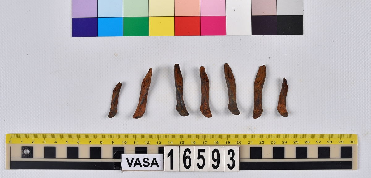Ben från långa (Molva molva).
274 ben utöver en mängd av oräknade fenstrålar (lepidotrichia) och fenbärare (pterygiophori).
Benen består av 171 ben från olika huvuden och 103 från bål och stjärtar:
73 stjärtkotor (vertebrae caudales),
30 revben (costae),
12 (6+6) cleithra,
8 (5+3) praeopercularia,
7 (4+3) praemaxillaria,
7 (5+2) maxillaria,
7 (5+2) quadrata,
7 (4+3) dentalia,
7 (4+3) supracleithralia ventr.,
6 frontalia,
6 (4+2) ectopterygoidea,
6 (5+1) hyomandibularia,
6 (4+2) articularia,
6 (3+3) keratohyalia,
6 (4+2) scapulae,
5 ectehmoidalia,
5 (2+3) prootica,
5 lacrymalia,
5 (2+3) opercularia,
5 (2+3) interopercularia,
5 (4+1) palatina,
5 epihyalia,
4 (3+1) parietalia,
4 (1+3) pterotica,
4 supraoccipitalia,
4 vomeres,
3 (2+1) sphenotica,
3 exoccipitalia,
3 parasphenoidea,
3 supracleithralia dors.,
3 basipterygia,
2 mesethmoidalia,
1 intercalare,
1 infraorbitale post.,
1 symplecticum,
1 epioticum,
1 epibranchiale,
1 basihyale,
1 coracoideum.