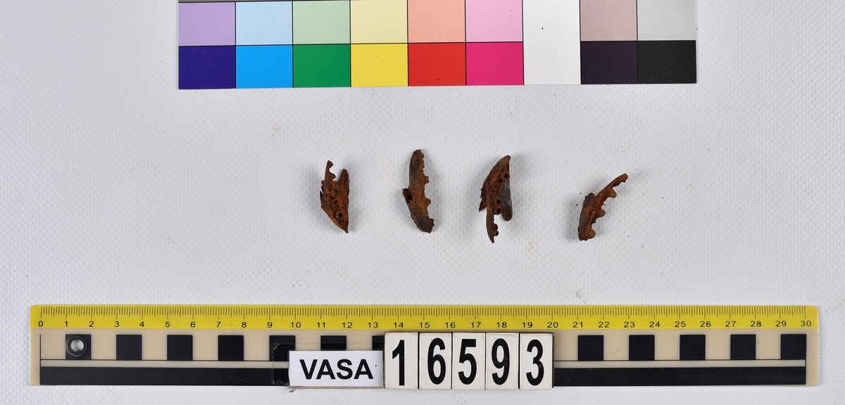 Ben från långa (Molva molva).
274 ben utöver en mängd av oräknade fenstrålar (lepidotrichia) och fenbärare (pterygiophori).
Benen består av 171 ben från olika huvuden och 103 från bål och stjärtar:
73 stjärtkotor (vertebrae caudales),
30 revben (costae),
12 (6+6) cleithra,
8 (5+3) praeopercularia,
7 (4+3) praemaxillaria,
7 (5+2) maxillaria,
7 (5+2) quadrata,
7 (4+3) dentalia,
7 (4+3) supracleithralia ventr.,
6 frontalia,
6 (4+2) ectopterygoidea,
6 (5+1) hyomandibularia,
6 (4+2) articularia,
6 (3+3) keratohyalia,
6 (4+2) scapulae,
5 ectehmoidalia,
5 (2+3) prootica,
5 lacrymalia,
5 (2+3) opercularia,
5 (2+3) interopercularia,
5 (4+1) palatina,
5 epihyalia,
4 (3+1) parietalia,
4 (1+3) pterotica,
4 supraoccipitalia,
4 vomeres,
3 (2+1) sphenotica,
3 exoccipitalia,
3 parasphenoidea,
3 supracleithralia dors.,
3 basipterygia,
2 mesethmoidalia,
1 intercalare,
1 infraorbitale post.,
1 symplecticum,
1 epioticum,
1 epibranchiale,
1 basihyale,
1 coracoideum.