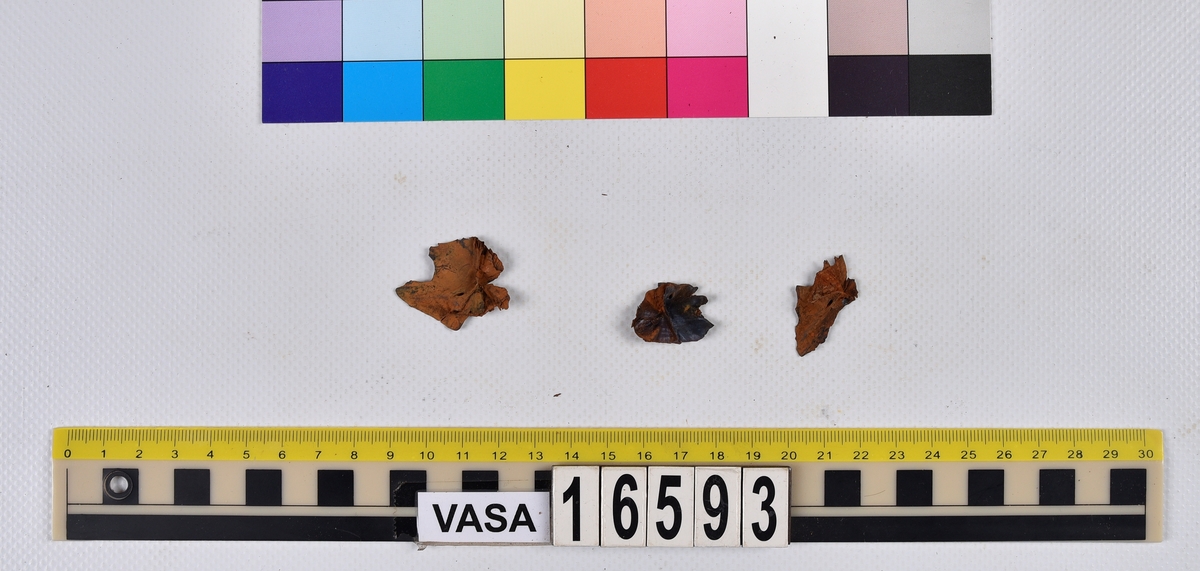 Ben från långa (Molva molva).
274 ben utöver en mängd av oräknade fenstrålar (lepidotrichia) och fenbärare (pterygiophori).
Benen består av 171 ben från olika huvuden och 103 från bål och stjärtar:
73 stjärtkotor (vertebrae caudales),
30 revben (costae),
12 (6+6) cleithra,
8 (5+3) praeopercularia,
7 (4+3) praemaxillaria,
7 (5+2) maxillaria,
7 (5+2) quadrata,
7 (4+3) dentalia,
7 (4+3) supracleithralia ventr.,
6 frontalia,
6 (4+2) ectopterygoidea,
6 (5+1) hyomandibularia,
6 (4+2) articularia,
6 (3+3) keratohyalia,
6 (4+2) scapulae,
5 ectehmoidalia,
5 (2+3) prootica,
5 lacrymalia,
5 (2+3) opercularia,
5 (2+3) interopercularia,
5 (4+1) palatina,
5 epihyalia,
4 (3+1) parietalia,
4 (1+3) pterotica,
4 supraoccipitalia,
4 vomeres,
3 (2+1) sphenotica,
3 exoccipitalia,
3 parasphenoidea,
3 supracleithralia dors.,
3 basipterygia,
2 mesethmoidalia,
1 intercalare,
1 infraorbitale post.,
1 symplecticum,
1 epioticum,
1 epibranchiale,
1 basihyale,
1 coracoideum.