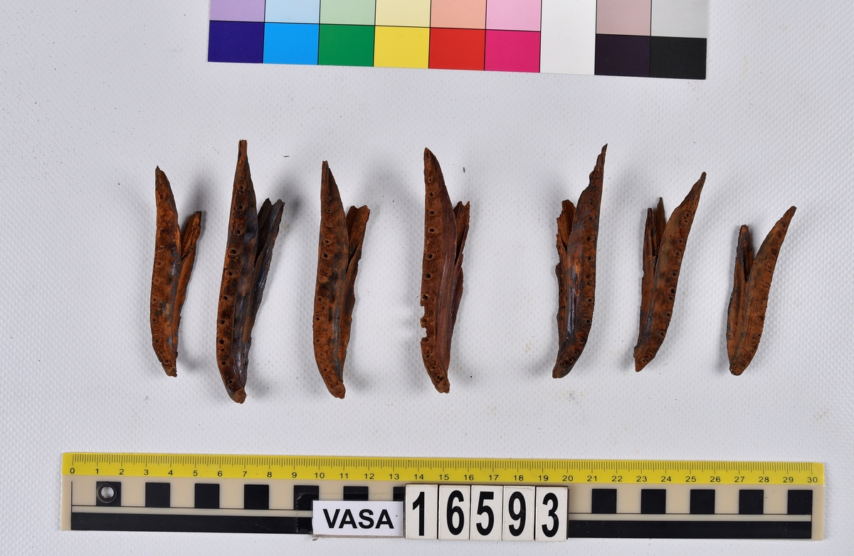 Ben från långa (Molva molva).
274 ben utöver en mängd av oräknade fenstrålar (lepidotrichia) och fenbärare (pterygiophori).
Benen består av 171 ben från olika huvuden och 103 från bål och stjärtar:
73 stjärtkotor (vertebrae caudales),
30 revben (costae),
12 (6+6) cleithra,
8 (5+3) praeopercularia,
7 (4+3) praemaxillaria,
7 (5+2) maxillaria,
7 (5+2) quadrata,
7 (4+3) dentalia,
7 (4+3) supracleithralia ventr.,
6 frontalia,
6 (4+2) ectopterygoidea,
6 (5+1) hyomandibularia,
6 (4+2) articularia,
6 (3+3) keratohyalia,
6 (4+2) scapulae,
5 ectehmoidalia,
5 (2+3) prootica,
5 lacrymalia,
5 (2+3) opercularia,
5 (2+3) interopercularia,
5 (4+1) palatina,
5 epihyalia,
4 (3+1) parietalia,
4 (1+3) pterotica,
4 supraoccipitalia,
4 vomeres,
3 (2+1) sphenotica,
3 exoccipitalia,
3 parasphenoidea,
3 supracleithralia dors.,
3 basipterygia,
2 mesethmoidalia,
1 intercalare,
1 infraorbitale post.,
1 symplecticum,
1 epioticum,
1 epibranchiale,
1 basihyale,
1 coracoideum.