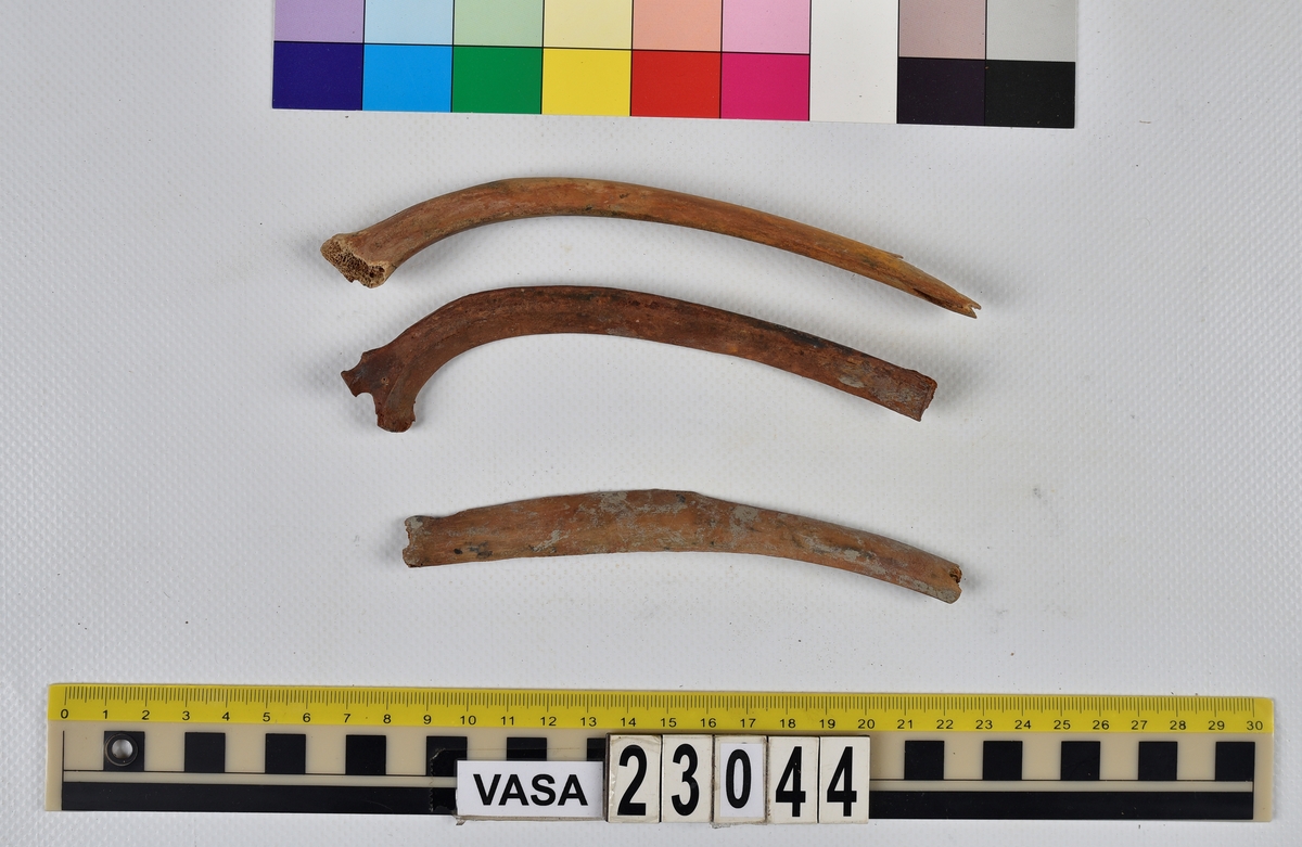 Ben från nötkreatur (Bos taurus).
17 st. delar av revben (costae).
1 st. del av bäckenben (pelvis).
1 st. del av första halskotan (atlas).
1 st. del av halskota (vertebrae cervicale).
1 st. del av bröstkota (vertebrae thoracale).
4 st. delar av lårben (femur).