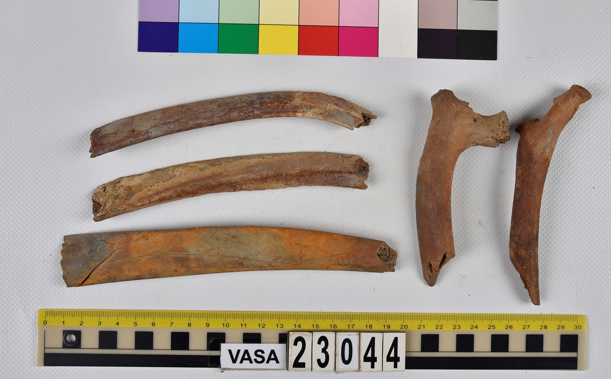 Ben från nötkreatur (Bos taurus).
17 st. delar av revben (costae).
1 st. del av bäckenben (pelvis).
1 st. del av första halskotan (atlas).
1 st. del av halskota (vertebrae cervicale).
1 st. del av bröstkota (vertebrae thoracale).
4 st. delar av lårben (femur).