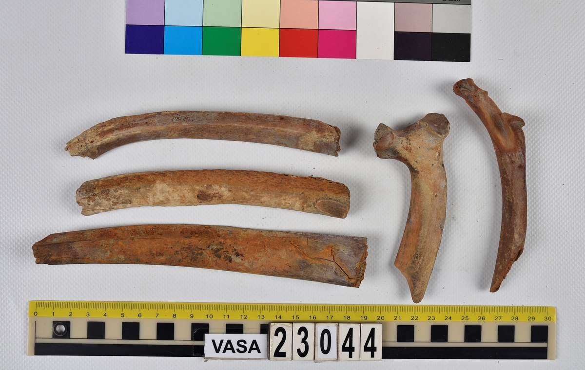 Ben från nötkreatur (Bos taurus).
17 st. delar av revben (costae).
1 st. del av bäckenben (pelvis).
1 st. del av första halskotan (atlas).
1 st. del av halskota (vertebrae cervicale).
1 st. del av bröstkota (vertebrae thoracale).
4 st. delar av lårben (femur).