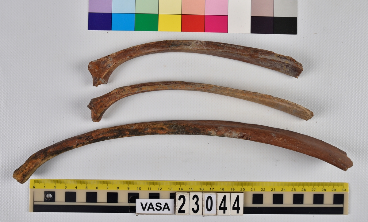 Ben från nötkreatur (Bos taurus).
17 st. delar av revben (costae).
1 st. del av bäckenben (pelvis).
1 st. del av första halskotan (atlas).
1 st. del av halskota (vertebrae cervicale).
1 st. del av bröstkota (vertebrae thoracale).
4 st. delar av lårben (femur).