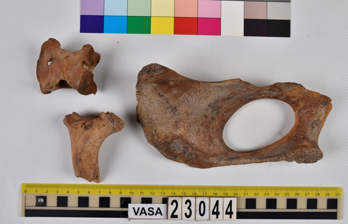 Ben från nötkreatur (Bos taurus).
17 st. delar av revben (costae).
1 st. del av bäckenben (pelvis).
1 st. del av första halskotan (atlas).
1 st. del av halskota (vertebrae cervicale).
1 st. del av bröstkota (vertebrae thoracale).
4 st. delar av lårben (femur).