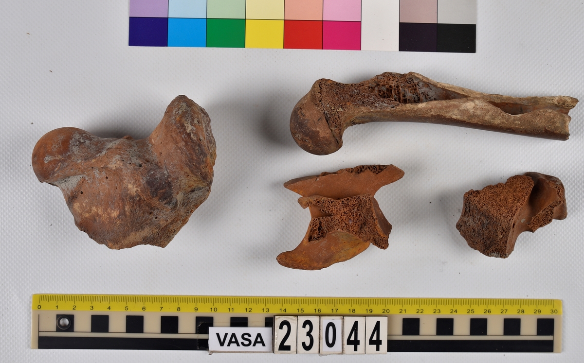 Ben från nötkreatur (Bos taurus).
17 st. delar av revben (costae).
1 st. del av bäckenben (pelvis).
1 st. del av första halskotan (atlas).
1 st. del av halskota (vertebrae cervicale).
1 st. del av bröstkota (vertebrae thoracale).
4 st. delar av lårben (femur).