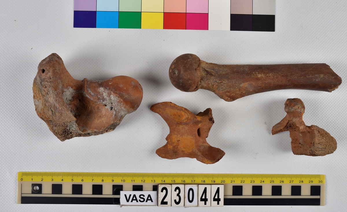 Ben från nötkreatur (Bos taurus).
17 st. delar av revben (costae).
1 st. del av bäckenben (pelvis).
1 st. del av första halskotan (atlas).
1 st. del av halskota (vertebrae cervicale).
1 st. del av bröstkota (vertebrae thoracale).
4 st. delar av lårben (femur).