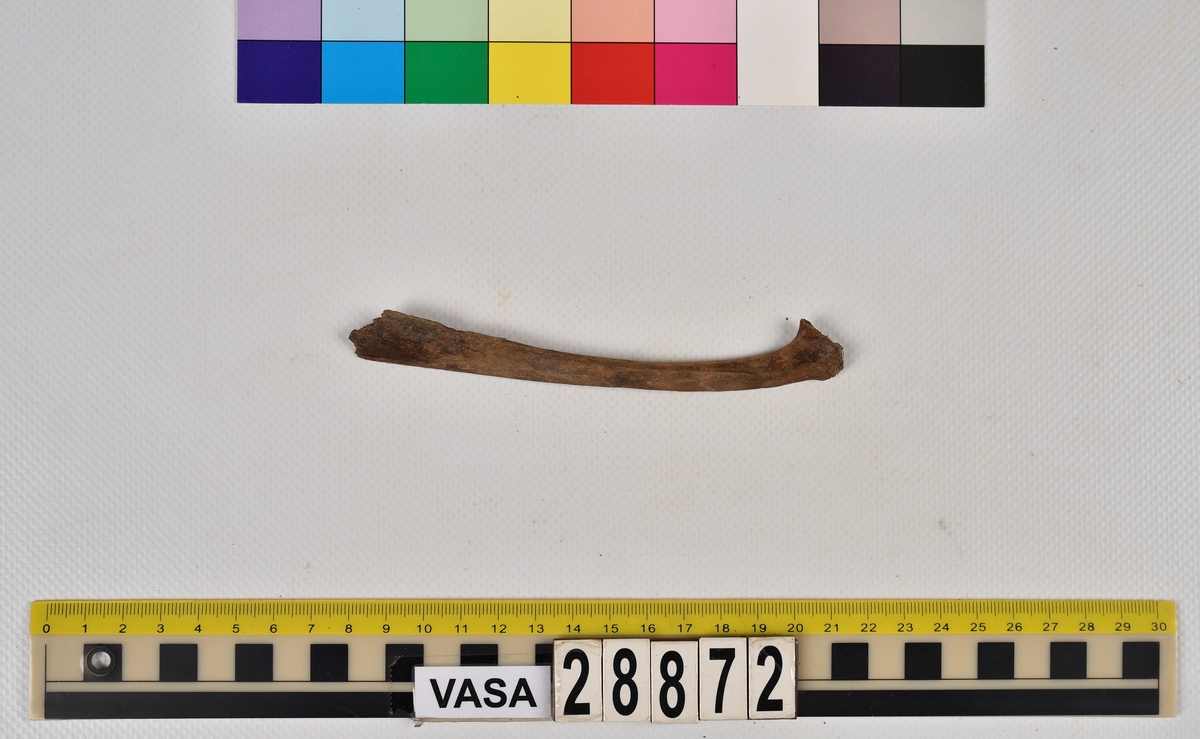 Ben från får/get (Ovis aries/Capra hircus).
1 st. revbensfragment (costae).