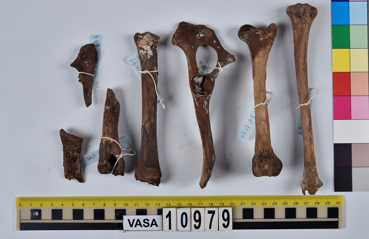 Ben från får/get (Ovis aries/Capra hircus).
1 st. fragment av skulderblad (scapula).
1 st. överarm (humerus).
1 st. strålben (radius).
1 st armbågsben (ulna).
1 st. lårben (femur).
1 st. skenben (tibia).
1 st. del av bäckenben ( del av pelvis).