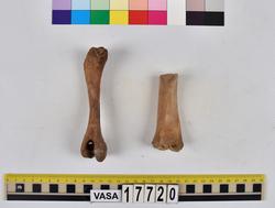 Djurben från maten ombord på skeppet Vasa