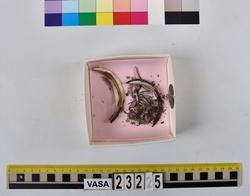 Djurben från maten ombord på skeppet Vasa