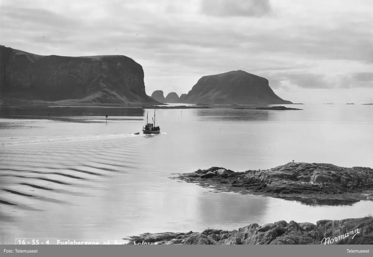 Postkort. Fuglebergene på Røst i Lofoten