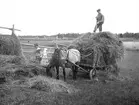 Hö körs in Oskar Andersson lastar Joel Hansson trampar. Anna Hansson räfsar. Inkörning av hö med häst och vagn som har järnhjul. Bilden finns med i Torsåkers Fotohistoriska Sällskap. Bild 4:7