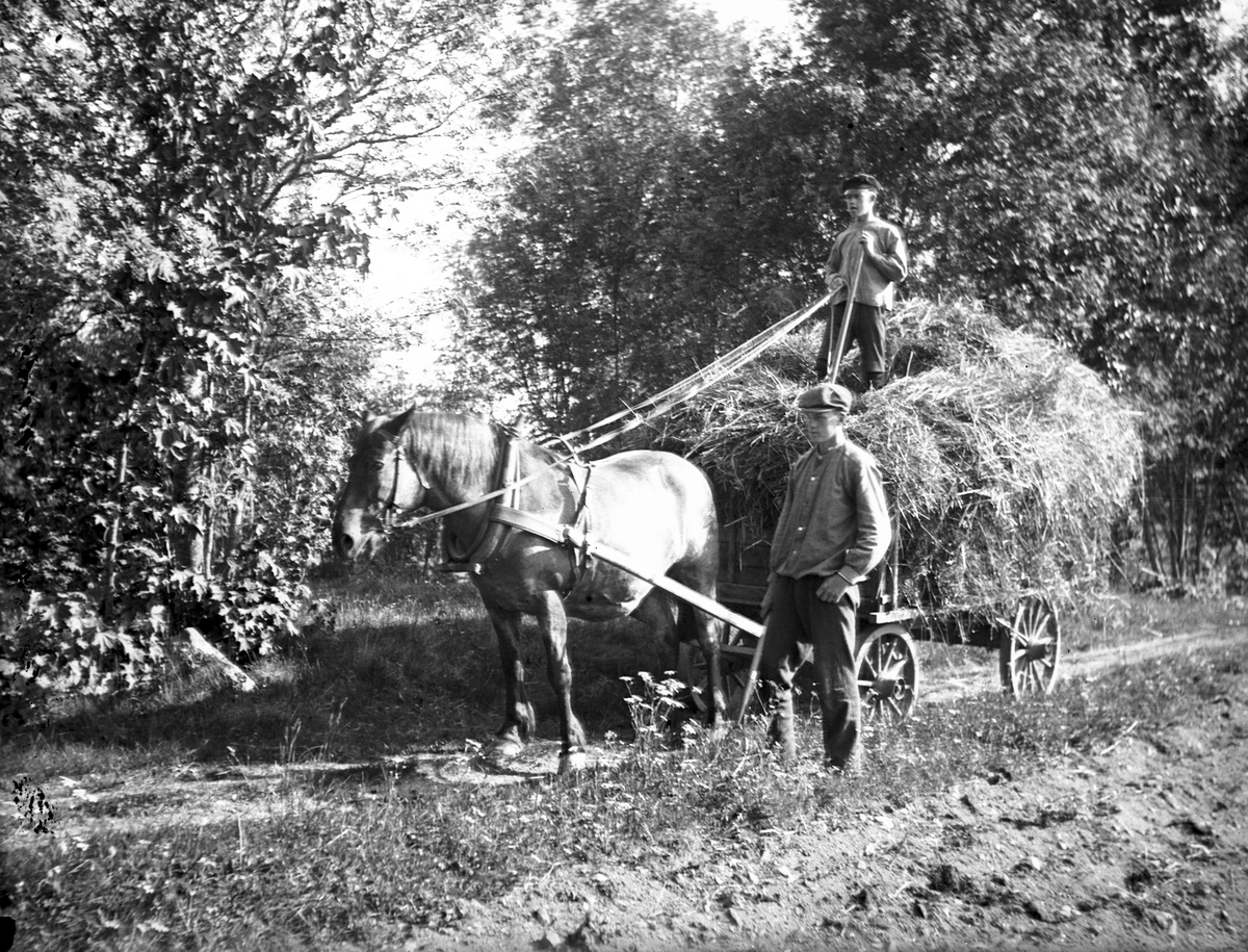 Hölasset mot vinterförvaring på Åsmundshyttan nr.9  "Erik-Anders".  Arnold Jönsson kör hölasset och Joel Hansson är medhjälpare.