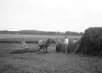 Åsmundshyttan. Höhässjning på åkrarna vid Hanssons. Bilden finns med i Torsåkers Fotohistoriska Sällskap. Bild 4:6.