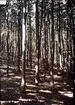 Lumières-autokrom. Bokskog vid Kullen. Fotograferad i aug. 1912 med f/6.3, 25 sek. exponering.