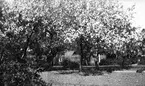 Trädgård med blommande äppelträd.         Tidsomfånget är 1900 - 1940