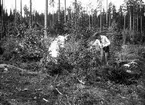 Bärplockning. Tidsomfånget är 1900 - 1940