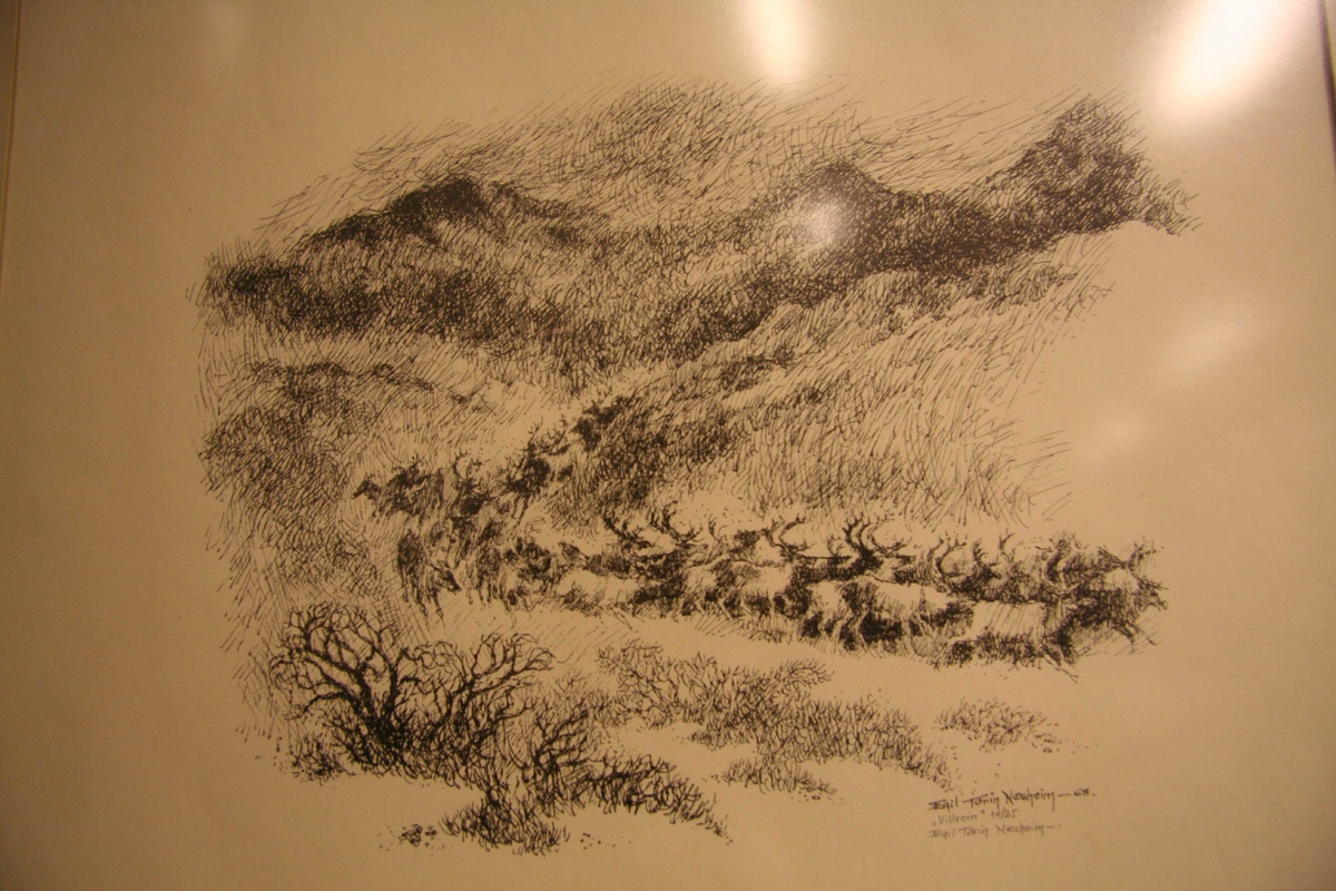 Villrein [Litografi]