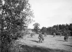 Havreåker (Lagtslottsvågen). Den 19 september 1909