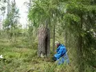 Tjärtall
Foto av tjärtall. Spår efter sk tjäruväckeri, där levande tallar skattades på tjärved. Tydliga huggmärken. Ytan i skadan är delvis förkolnad. Vid roten i söder är ett fällskär (påbörjad fällning för länge sedan). Vid tallen sitter Per Holmgren.
Raä 226 b, 2007-09-02, reg i FMIS.