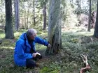 Tjärtall
Foto av tjärtall. Spår efter sk tjäruväckeri, där levande tallar skattades på tjärved.Tydliga huggspår. Tallen är död. Vid sidan om tallen sitter Per Holmgren.
Raä 237 d, 2007-09-02