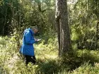 Tjärtall
Foto av tjärtall. Spår efter sk tjäruväckeri, där levande tallar skattades på tjärved. Bredvid tallen står Per Holmgren. 
Analys från dendrokronologiska laboratoriet i Lund visar att tallens groddår är ca 1730. Senaste tjärvedsskattningen bedöms vara gjord ca 1882.
Raä 157 a, 2007-09-01, reg i FMIS.