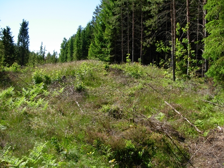 Hög
Foto av hög?, rund. I ytan enstaka stenar. Tämligen väl avsatta kanter. Sannolikt naturbildning, dock bra gravläge i anslutning till Låxboslätten.
Raä 565 d 2010-06-23