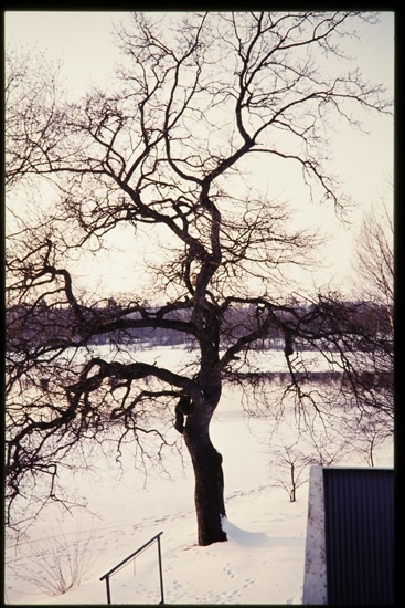 Ek vid Ekeby, i Öjaby. Ca. 1956