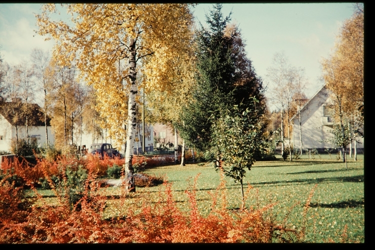 Villaområde på Väster. Villor och trädgårdar. Sent 1950-tal.