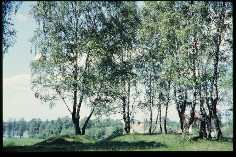 Gravhögar på gravfältet vid Kampen i Växjö, sent 1950-tal. I bakgrunden till vänster skymtar Växjösjön.
