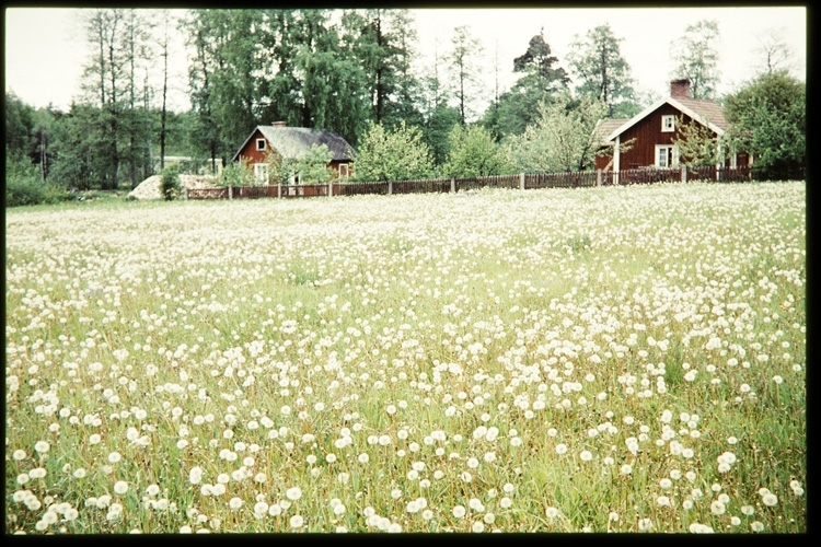 Öjaby. Maskrosfält och bostadshus, 1959.