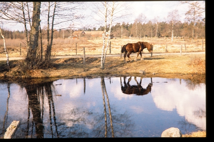 Häst i hage, vid Kronoberg. Växjö, 1960.