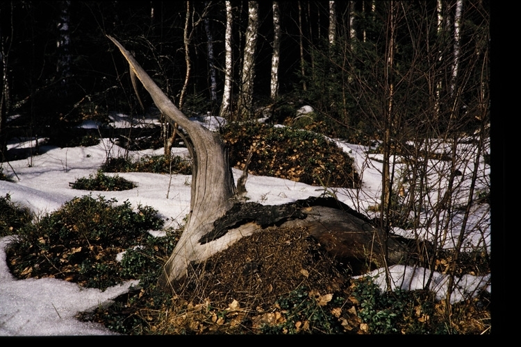 Skogsglänta på Västra Mark i Växjö en marsdag 1971.