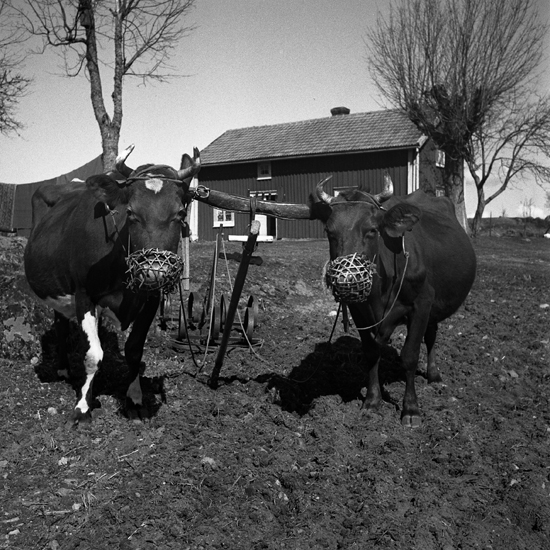 Två kor på en åker under harvningsarbetet. Korna är försedda med munkorg för att förhindra "driftsstopp" vid de tillfällen något ätbart kommer i deras väg. I bakgrunden syns ett bostadshus.