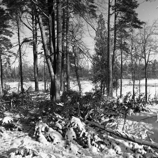 Piksborg från röjningsarbetet, februari 1960.