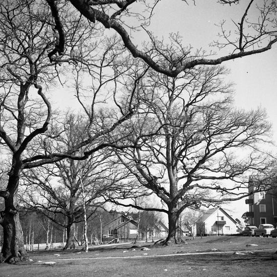 Ekbacken på Norr i Växjö. Okänt år, 1950-tal.